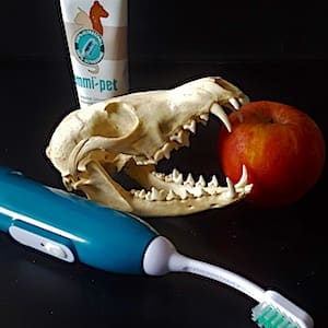 Dentalhygiene-Bild